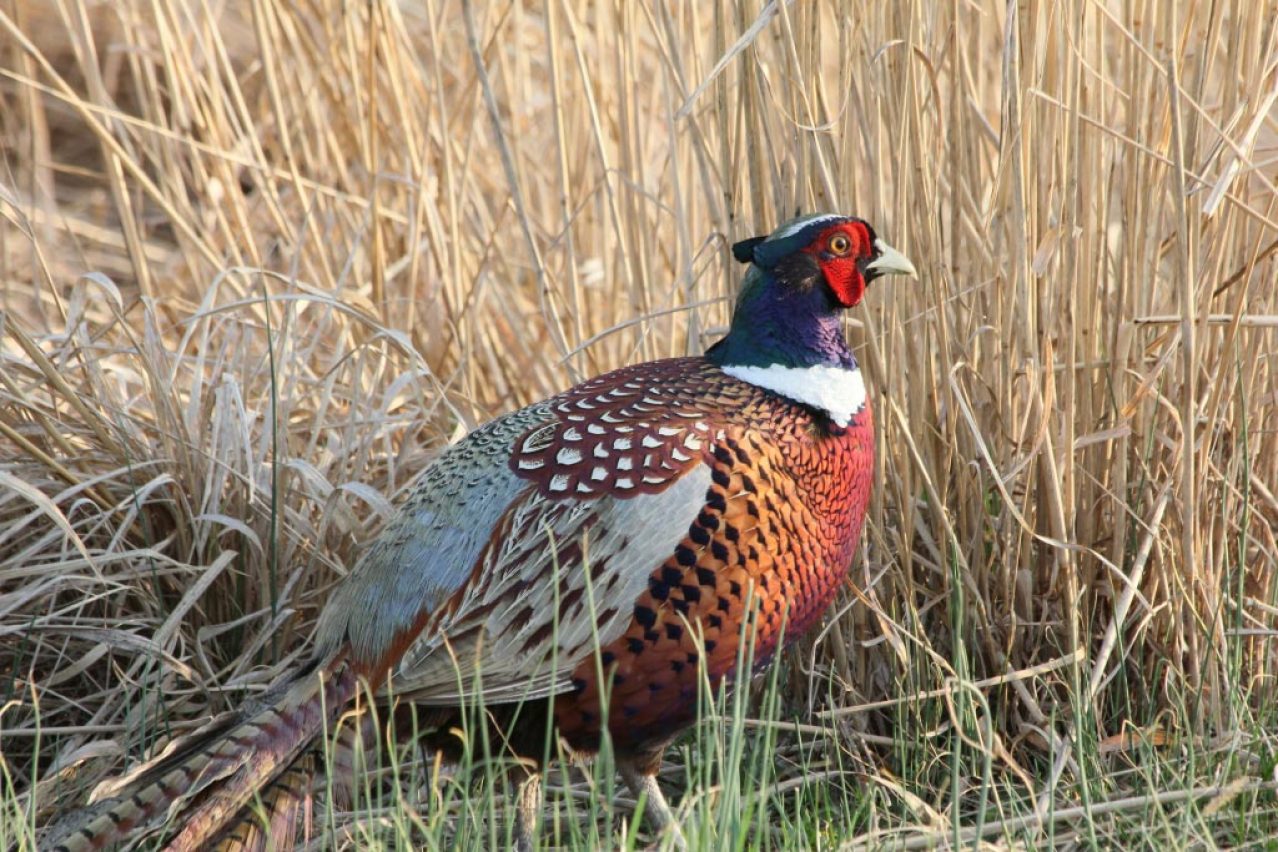 Grassland Habitat Maker - DFC: A Field Guide Working with Lots